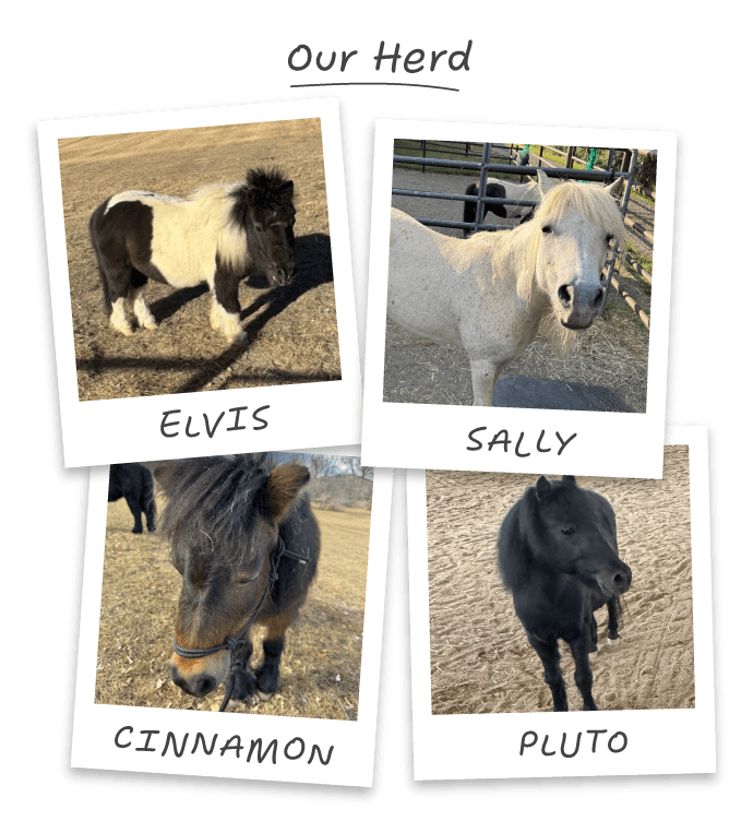 Our Herd — Elvis, Sally, Cinnamon, and Pluto
