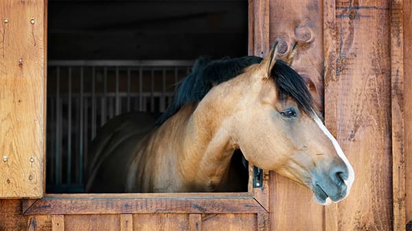 Horses at a stable
