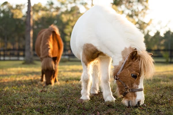 Mini horses in a pasture